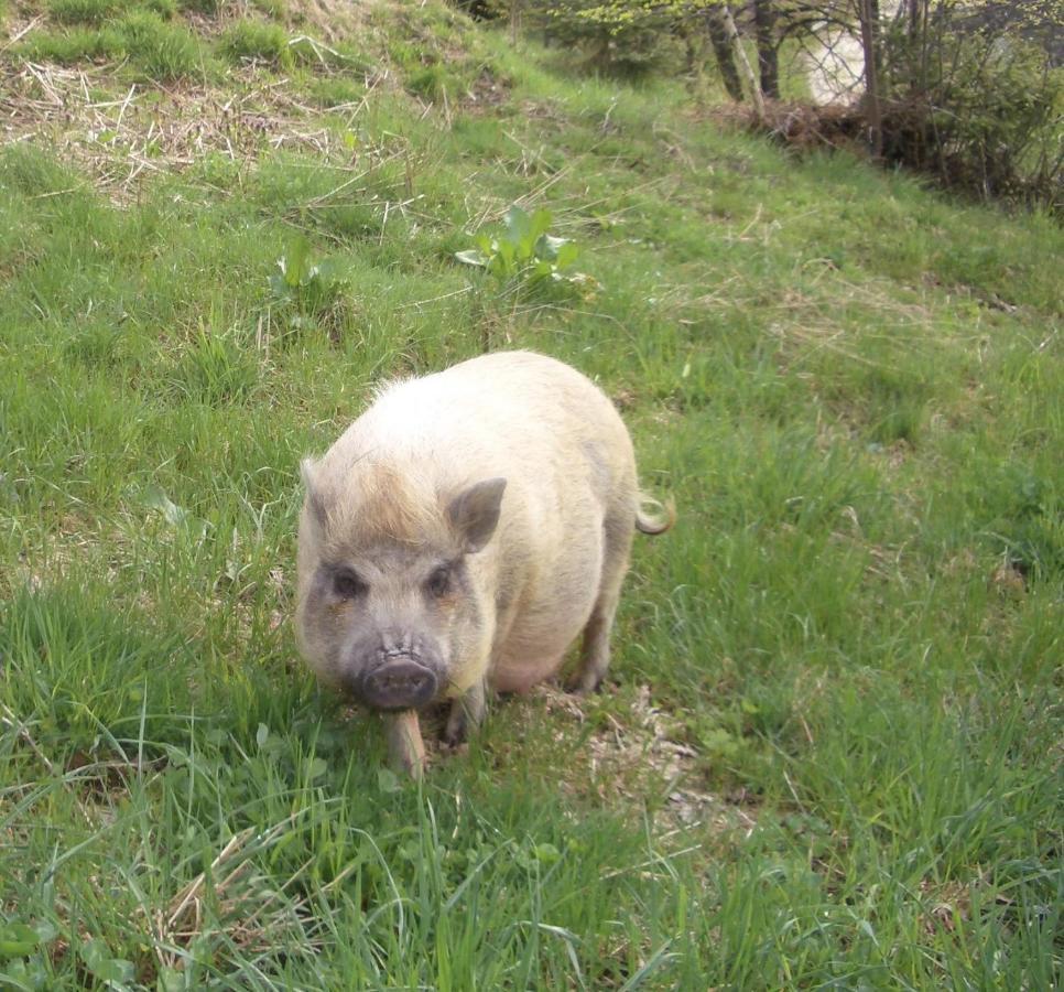 Ferienwohnung Bauernhof Obererlach Bramberg am Wildkogel Zewnętrze zdjęcie